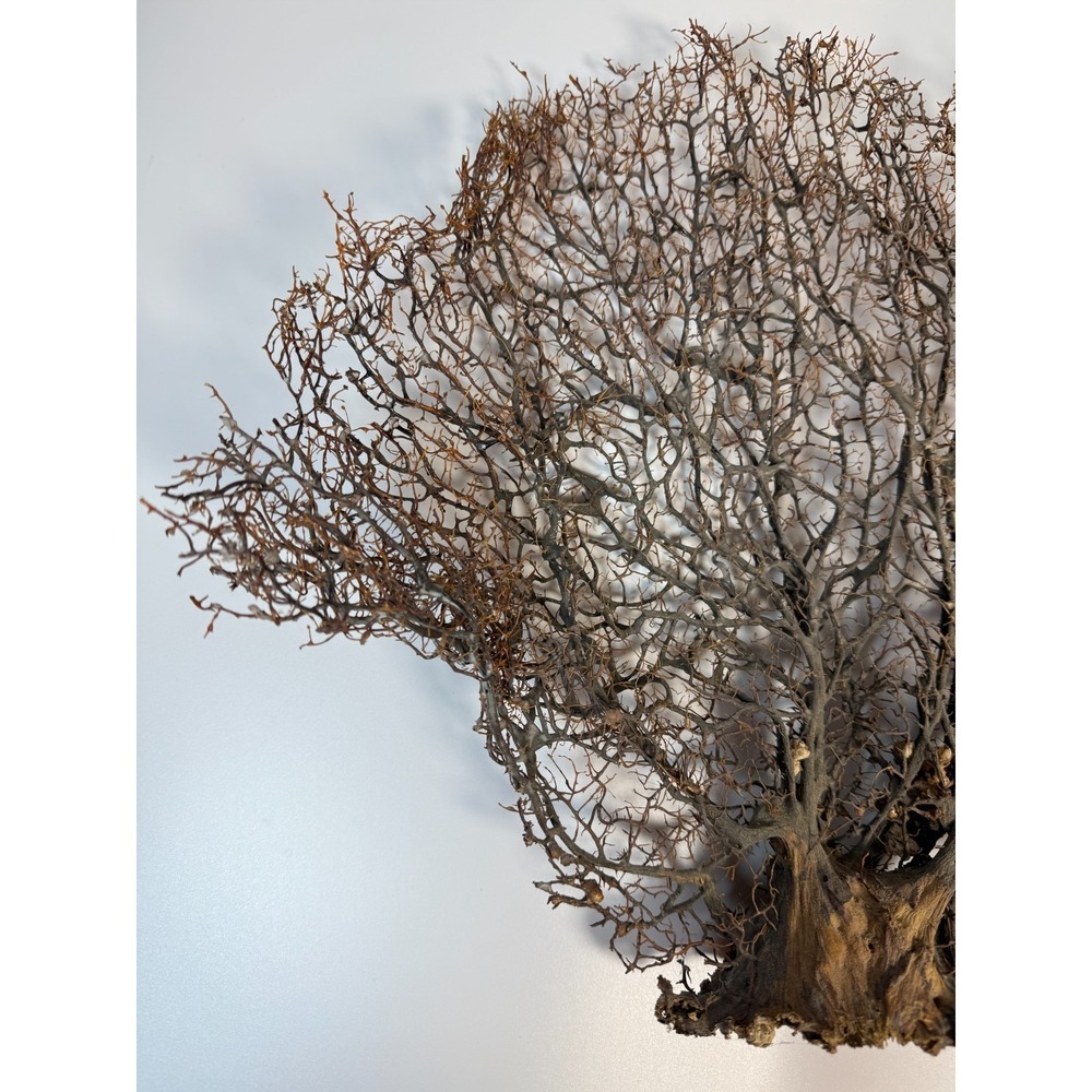 Gorgonia Sea Fan Costal Decor Item Vintage 18" x 13.5" ***BIG*** - Picture 5 of 9